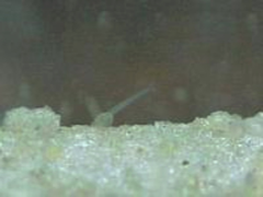 Frisch geschlpfte Piranha Larven 