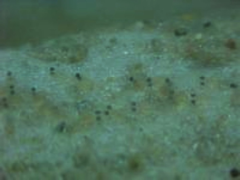Frisch geschlpfte Piranha Larven