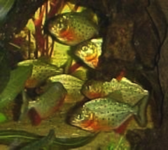 Baby Piranhas