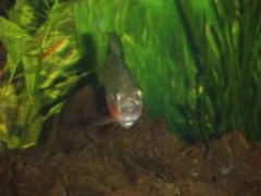 Baby Piranha