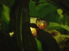 Baby Piranha